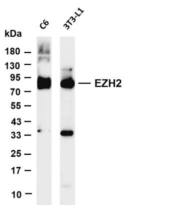 EZH2 Rabbit Monoclonal Antibody