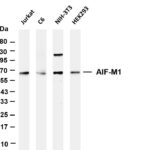 AIF-M1 Rabbit Monoclonal Antibody