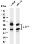 LEF1 Rabbit Monoclonal Antibody