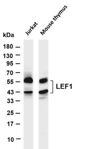 LEF1 Rabbit Monoclonal Antibody