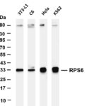 RPS6 Rabbit Monoclonal Antibody