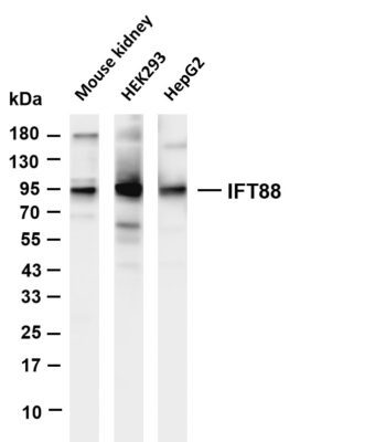 IFT88 Rabbit Monoclonal Antibody
