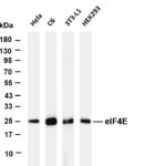 eIF4E Rabbit Monoclonal Antibody