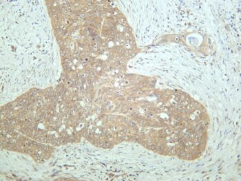 eIF4E Rabbit Monoclonal Antibody - Image 2