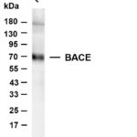 BACE Rabbit Monoclonal Antibody