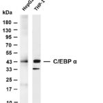 C/EBP α Rabbit Monoclonal Antibody