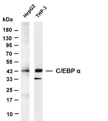 C/EBP α Rabbit Monoclonal Antibody