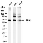 PLK1 Rabbit Monoclonal Antibody