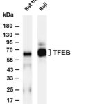 TFEB Rabbit Monoclonal Antibody