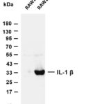 IL-1 β Rabbit Monoclonal Antibody