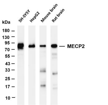 MECP2 Rabbit Monoclonal Antibody