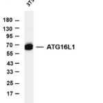 ATG16L1 Rabbit Monoclonal Antibody