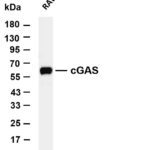 cGAS Rabbit Monoclonal Antibody