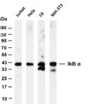 IκB-α Rabbit Monoclonal Antibody