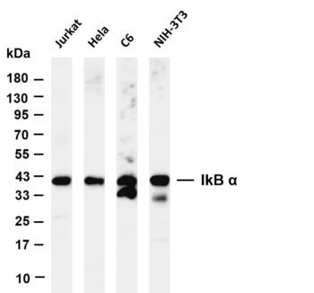 IκB-α Rabbit Monoclonal Antibody