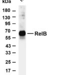 RelB Rabbit Monoclonal Antibody