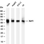 Nrf1 Rabbit Monoclonal Antibody