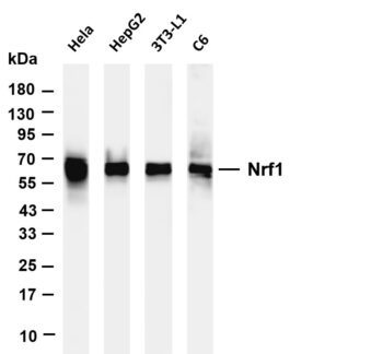 Nrf1 Rabbit Monoclonal Antibody