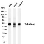 Tubulin α Rabbit Monoclonal Antibody