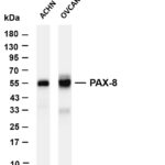 PAX-8 Rabbit Monoclonal Antibody