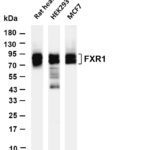 FXR1 Rabbit Monoclonal Antibody