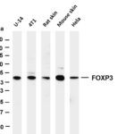 FOXP3 Rabbit Monoclonal Antibody