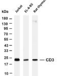 CD3 Rabbit Monoclonal Antibody